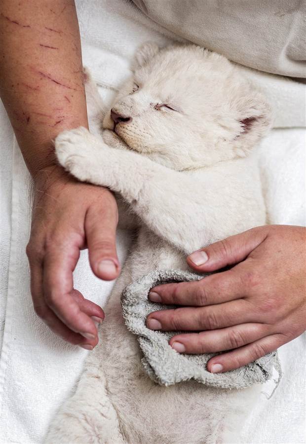 And you thought it was easy to play with a lion cub?!) - Photo, Nature, Lion cubs, Scratch, Dream