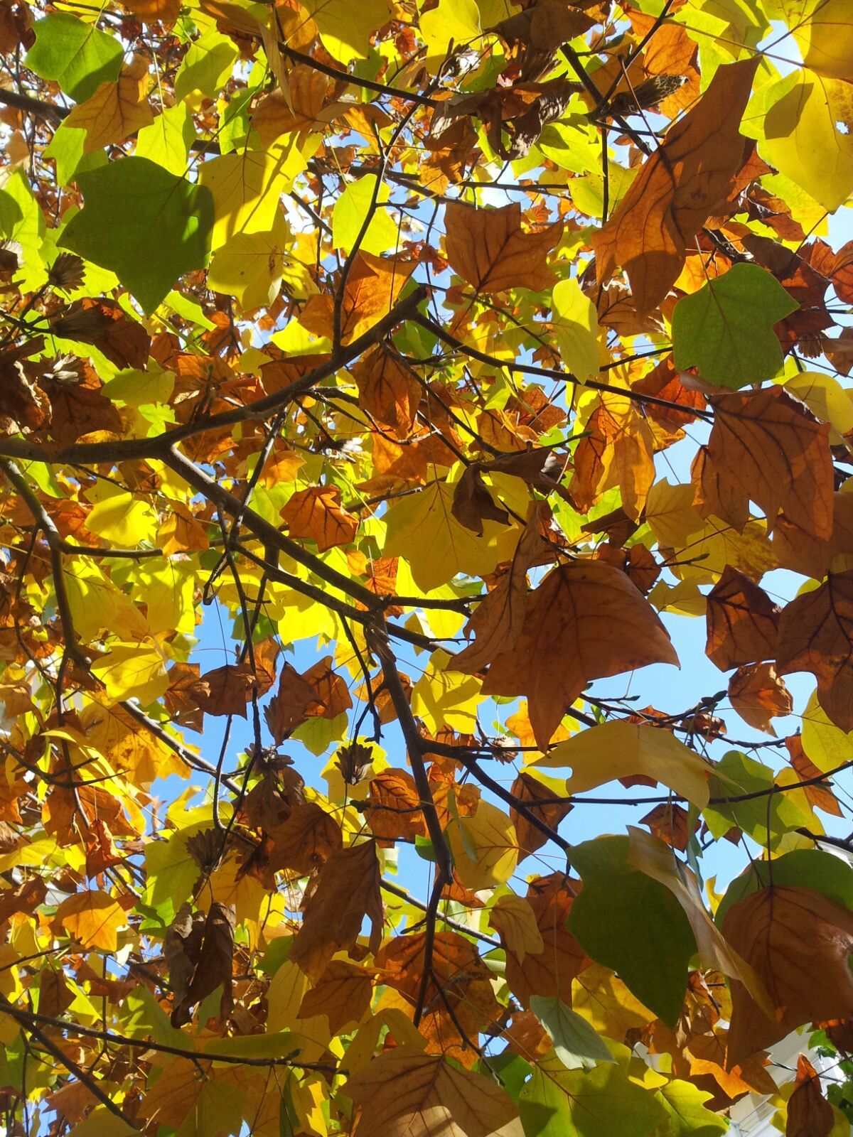 November in Athens - My, My, Photo, Autumn, Tangerines, Athens, Greece, Longpost