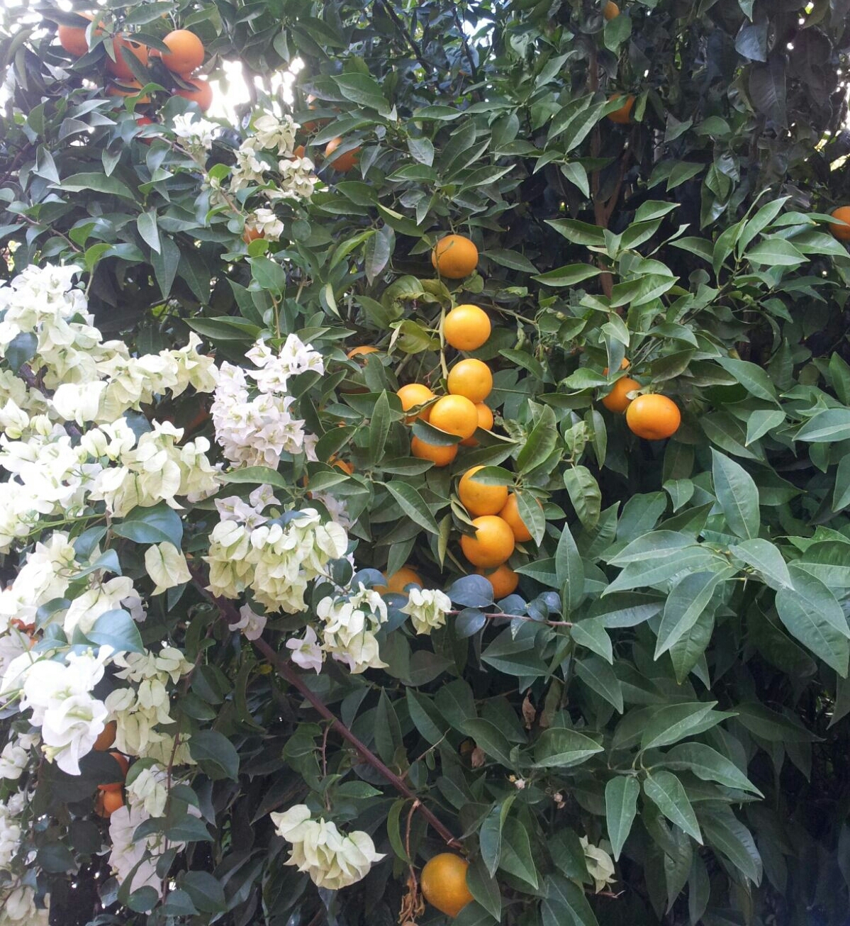 November in Athens - My, My, Photo, Autumn, Tangerines, Athens, Greece, Longpost