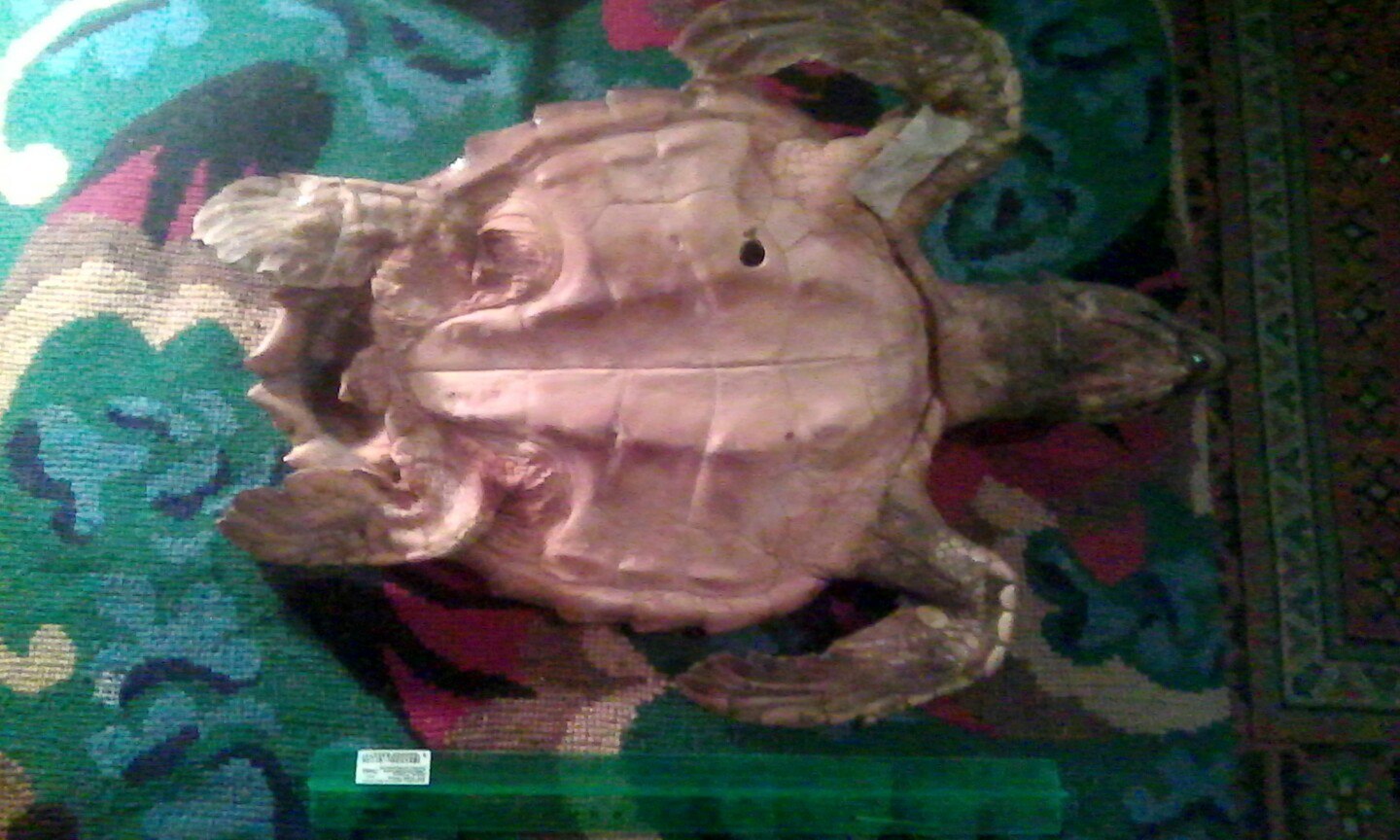 Question about stuffed turtle - Scarecrow, Turtle, Caribbean Sea, Restoration, Question