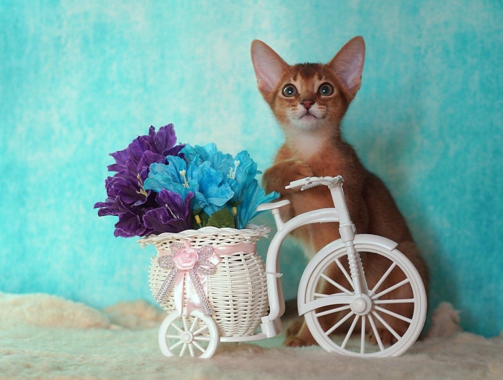 Abyssinian cats :3 - , , Abyssinian cat, Nursery, Longpost