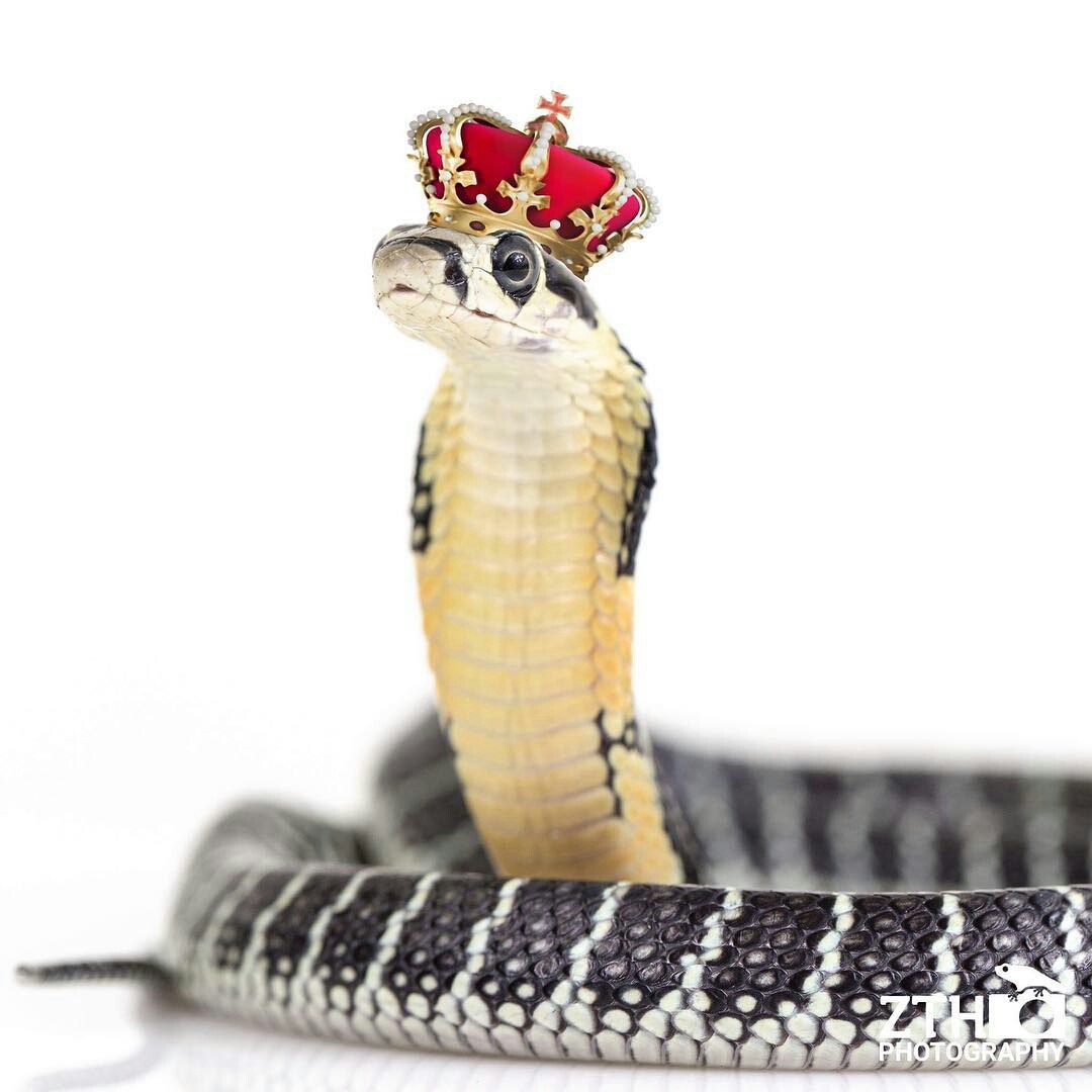 Long live the king! - Terrariumistics, Snake, Poisonous snake, King Cobra, Poisonous animals