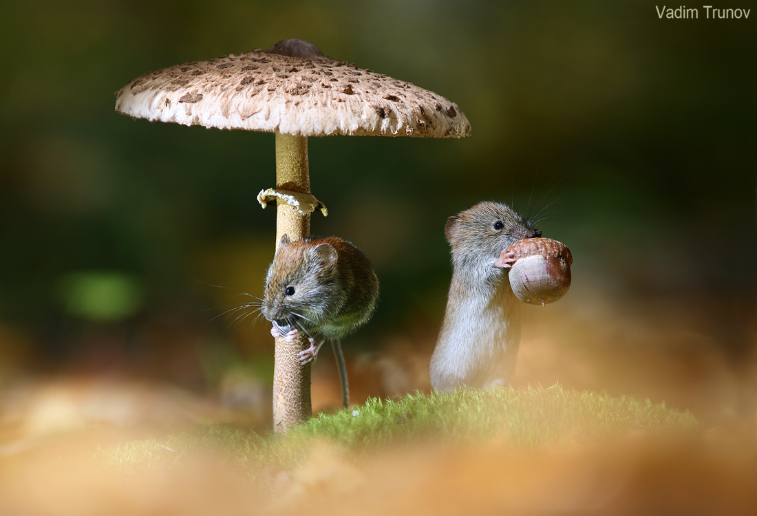 Under an umbrella... - Animals, Mouse, Forest, Mushrooms, Longpost