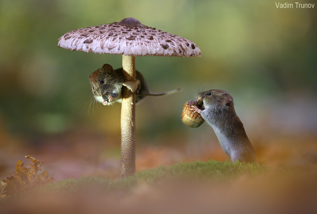 Under an umbrella... - Animals, Mouse, Forest, Mushrooms, Longpost