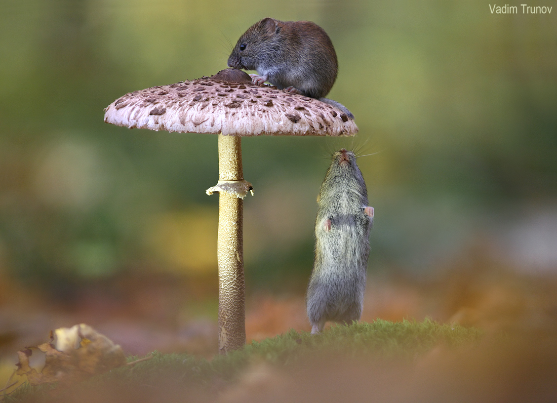 Under an umbrella... - Animals, Mouse, Forest, Mushrooms, Longpost