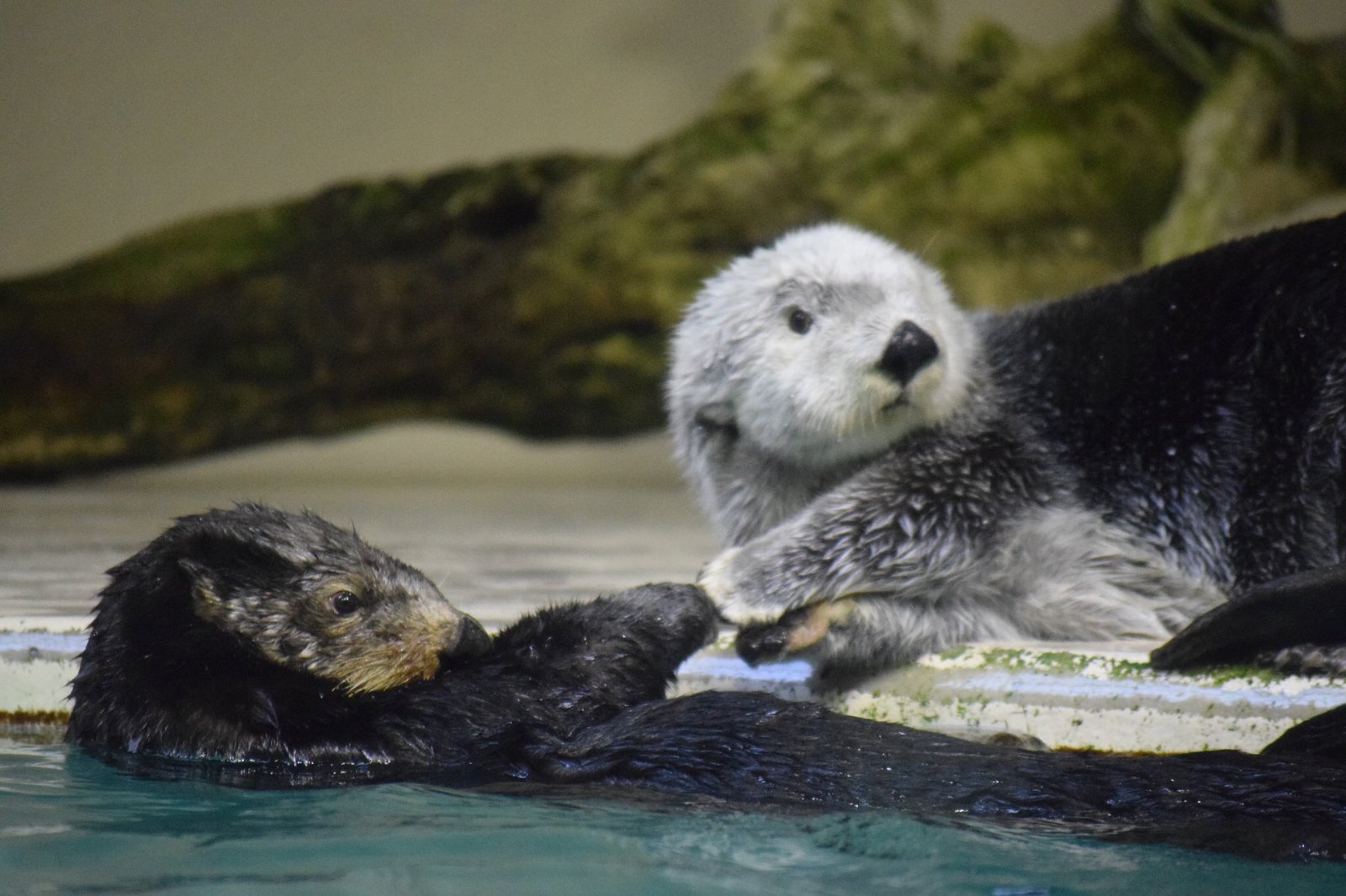 Let's take hands! - Otter, Otters, Milota, Animals, Sea otter