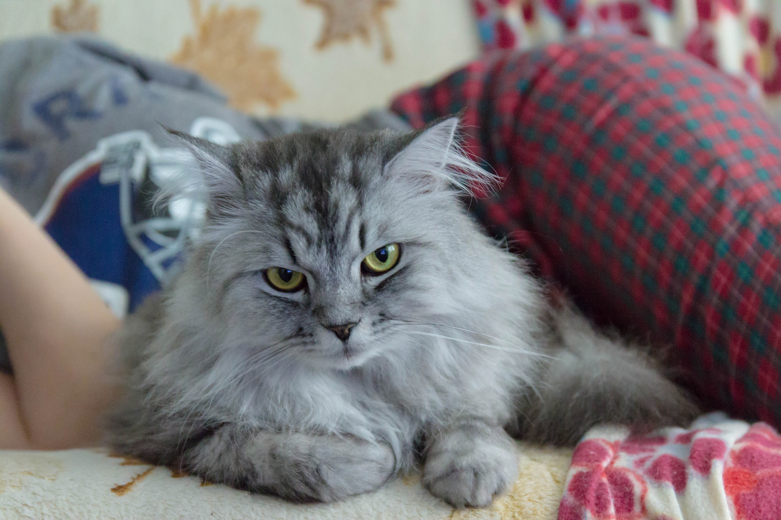 Man, what the hell are you looking at... - My, cat, Photo, Cheesecake, Notebook