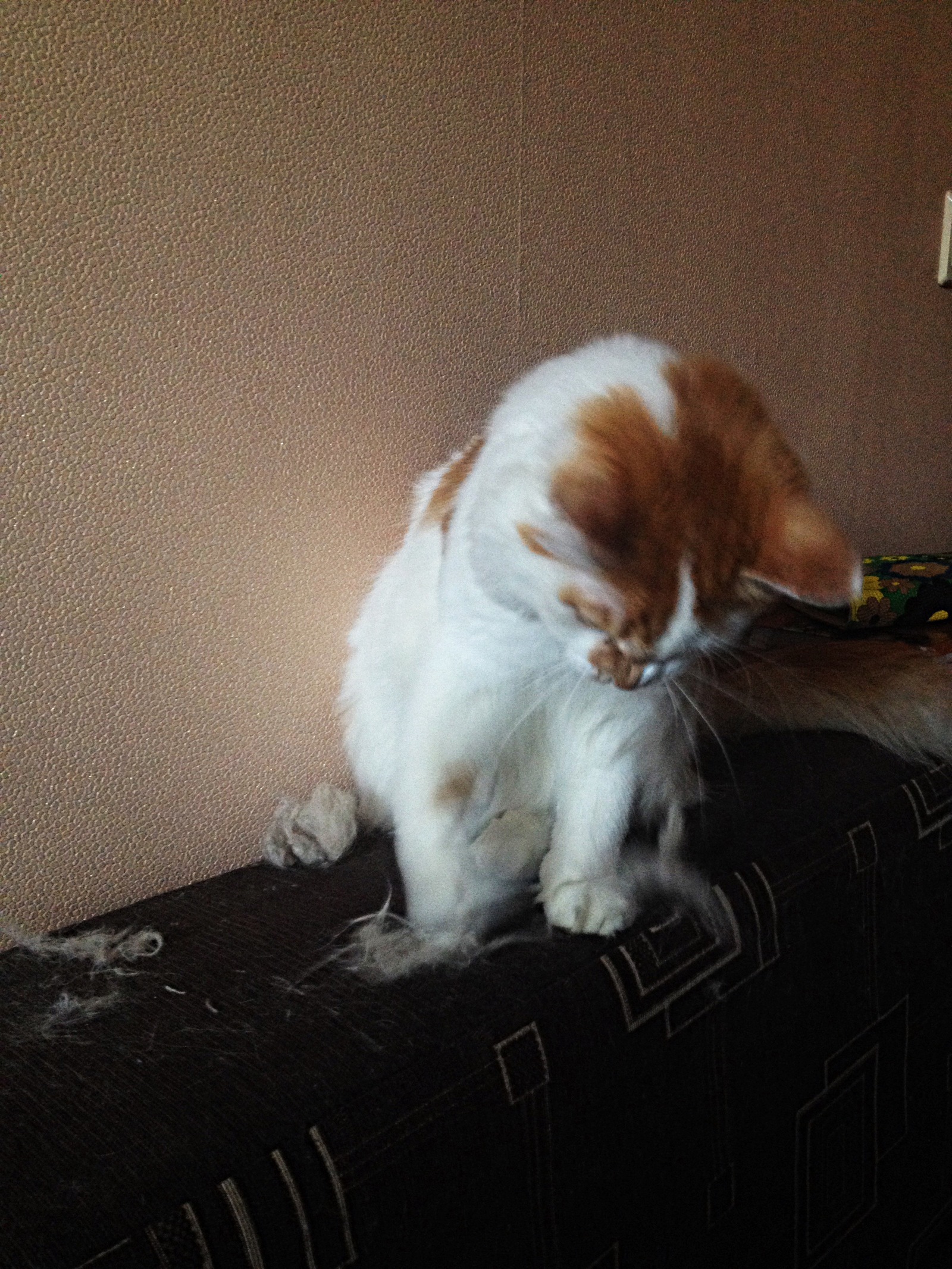 White-red dirty trick. - My, cat, Games, Photo, Funny, Longpost