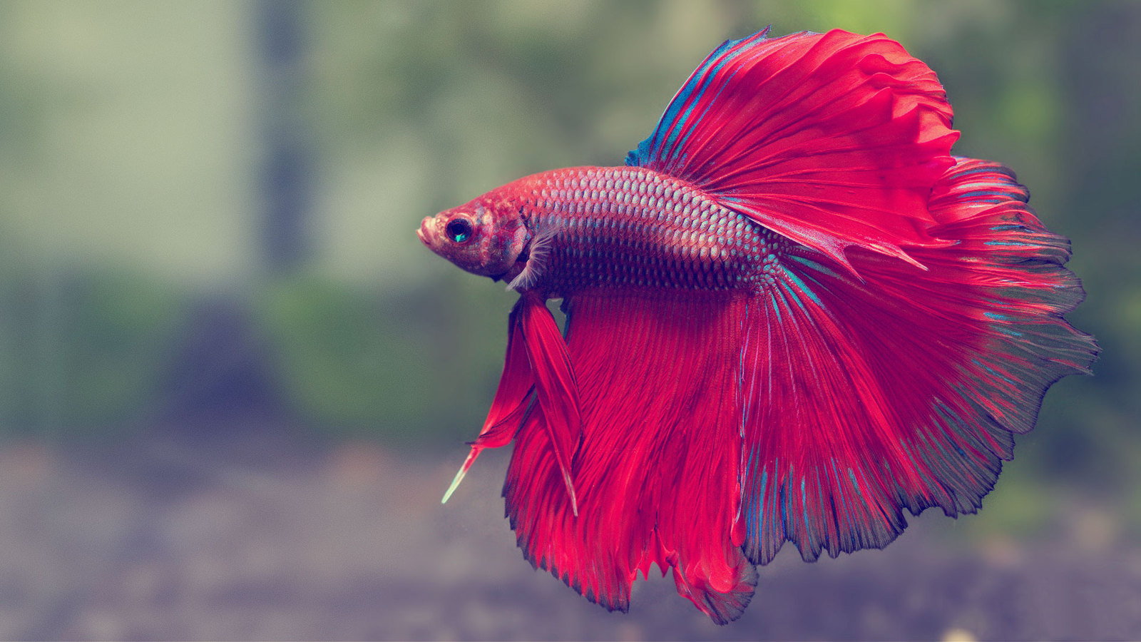 A brief overview of Betta splendens - Aquarium, Cockerel fish, Longpost