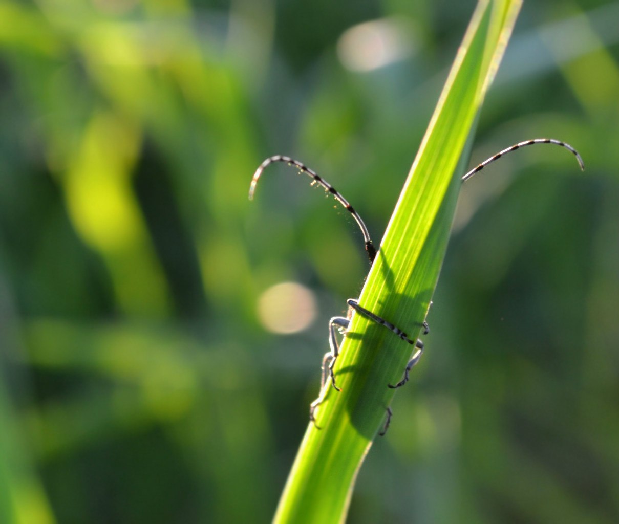 He hid. - My, , Insects, My