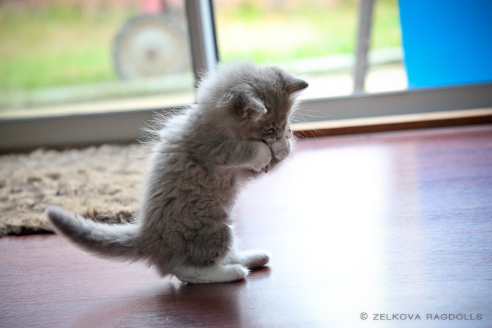 My darling! - Photo, Animals, cat, The charm