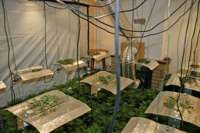 Vigilant neighbors helped discover a marijuana farm (9 photos) - Marijuana, Farm, Police, Longpost