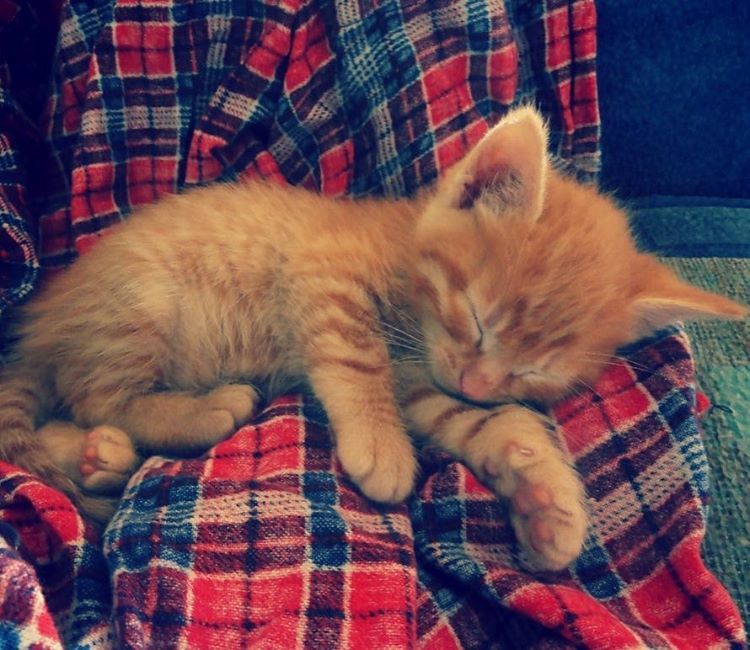 Timur - My, cat, Sleeping cats, Redheads, My, Longpost