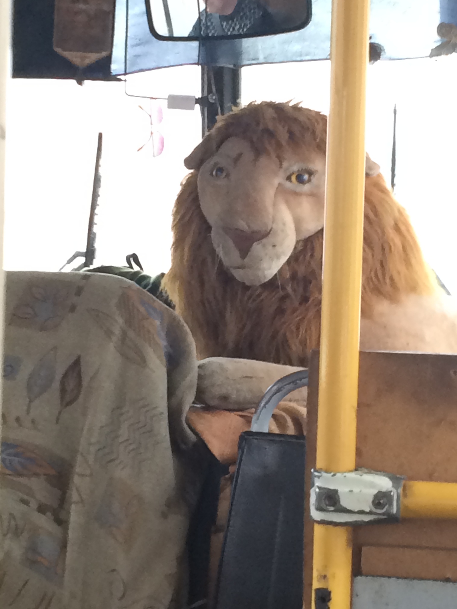 King of beasts - My, a lion, cat, Bus, Toys