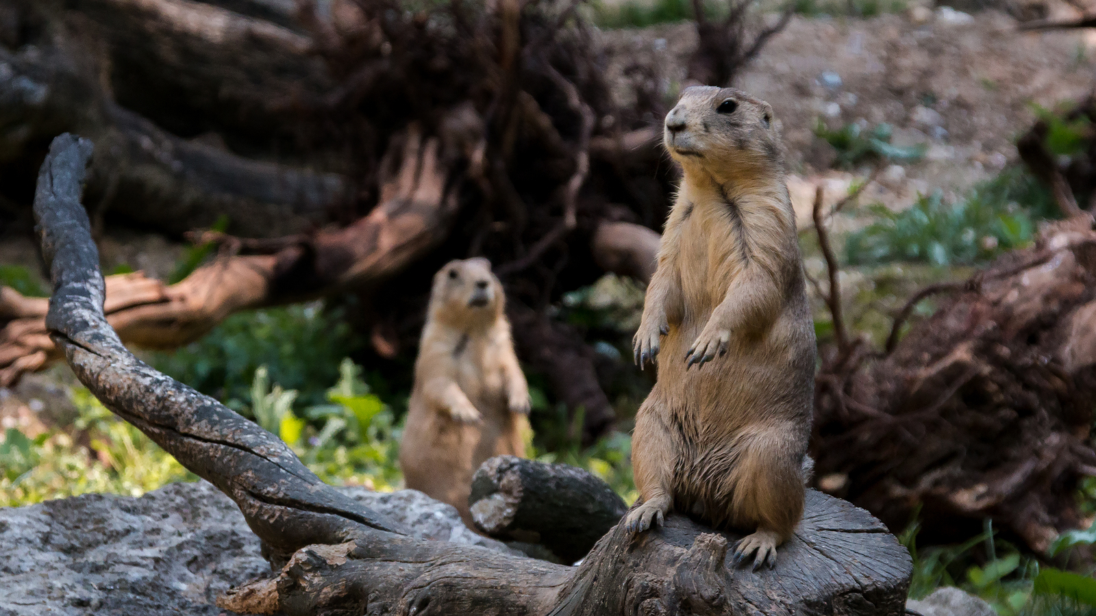 Emotions at Lignano Zoo, Italy - My, Animals, Photo, The photo, Emotions, Zoo, Italy