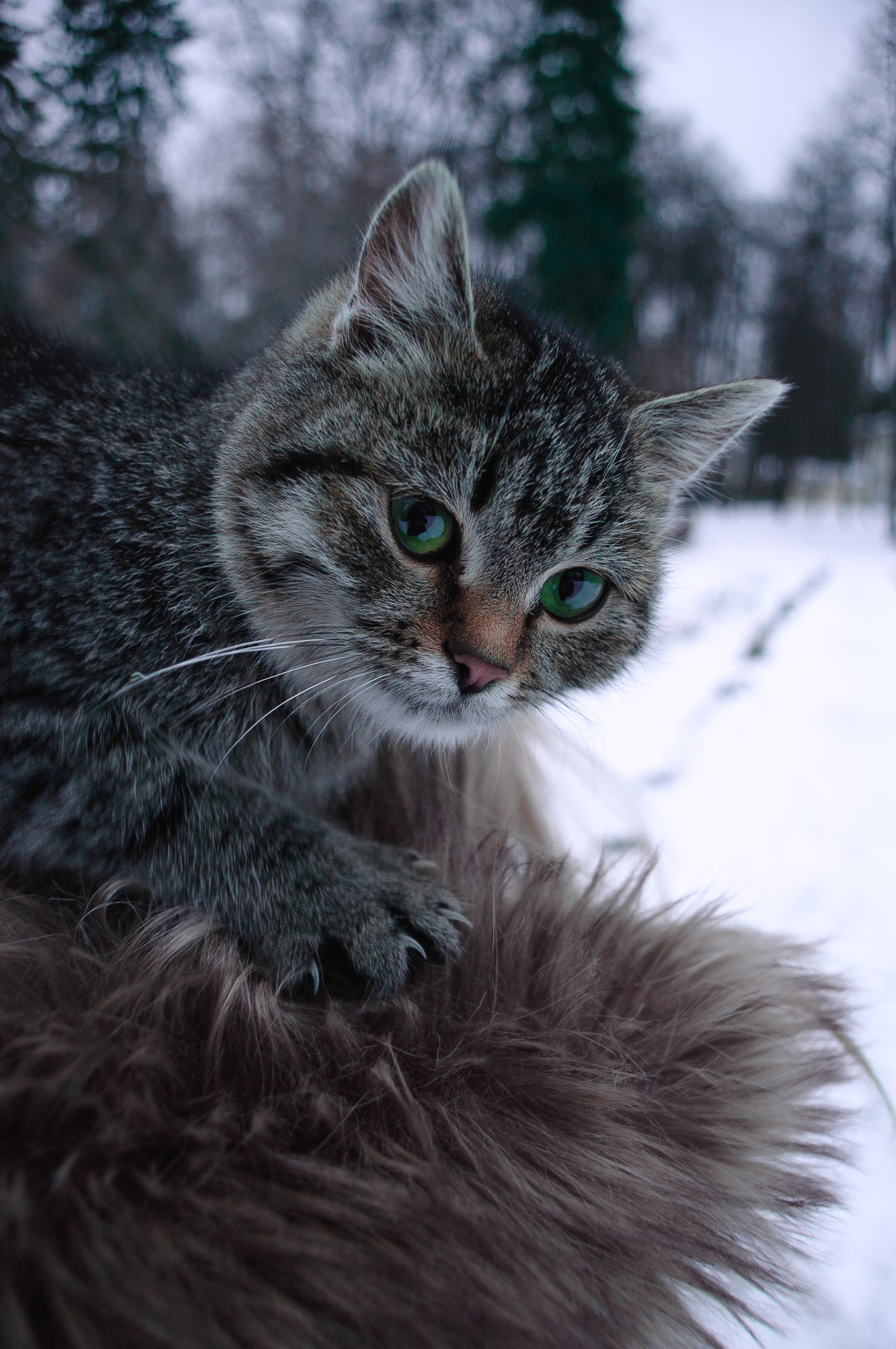 Cat - My, cat, Winter, Nature, Village, Snow, Seals are drugs, Cosiness