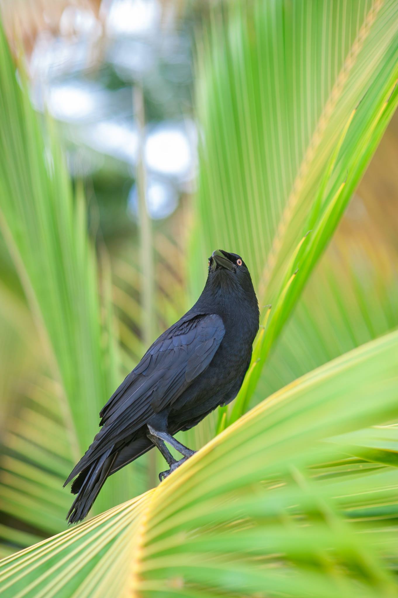 A friend at will - Mitrofan. - My, Crow, Photo, Friend, Longpost