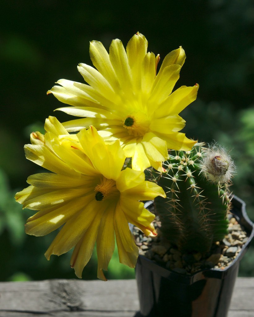 Flowering of cacti - My, Photo, Cactus, Flowers, Sony NEX, Longpost