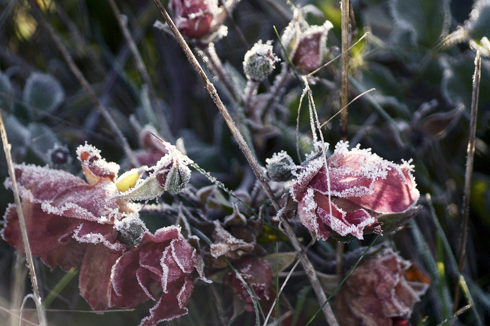 I open my bag this morning with gratitude and a handful generously - for the beauty around, good weather, for flowers, and, most importantly, for the sun. - My, Photographer, Christmas, Autumn, November, Nature, Longpost