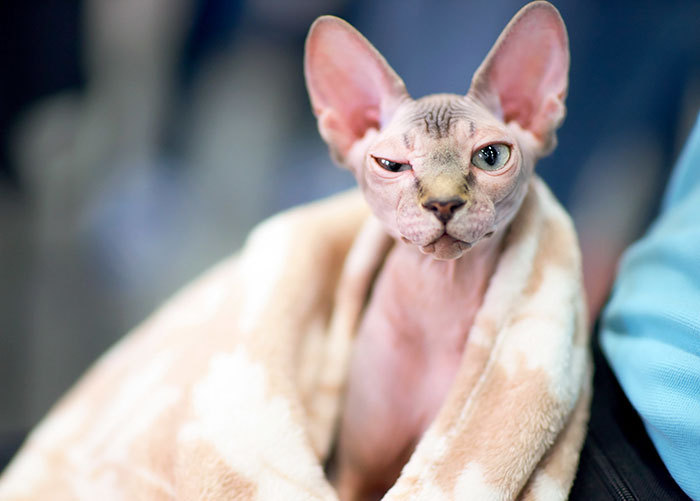 Fraudsters sold an ordinary shaved cat, posing as an expensive Sphynx - My, Fraud, USA, Sphinx, cat, Video, Longpost