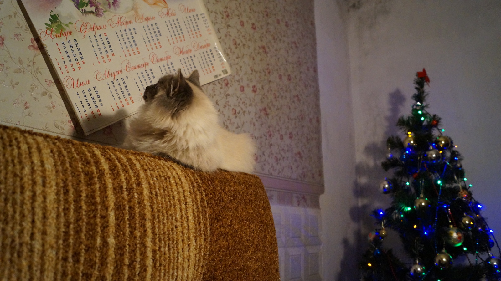 I mean December??? - My, New Year, cat, Astonishment, What?, , Photo, Tag