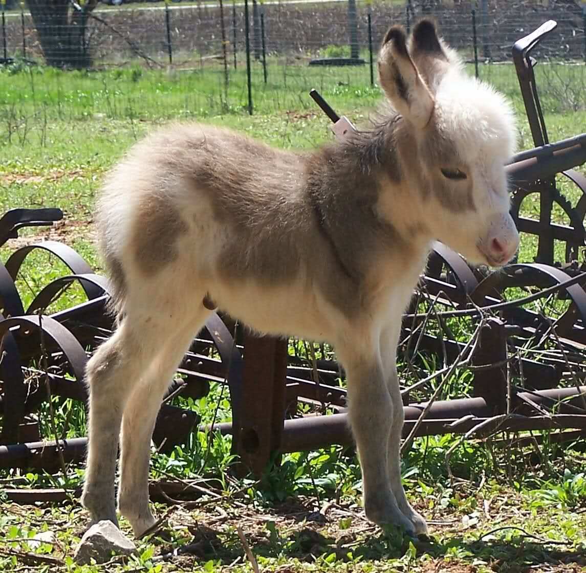 little donkeys - Donkey, Animals, Photo, Longpost