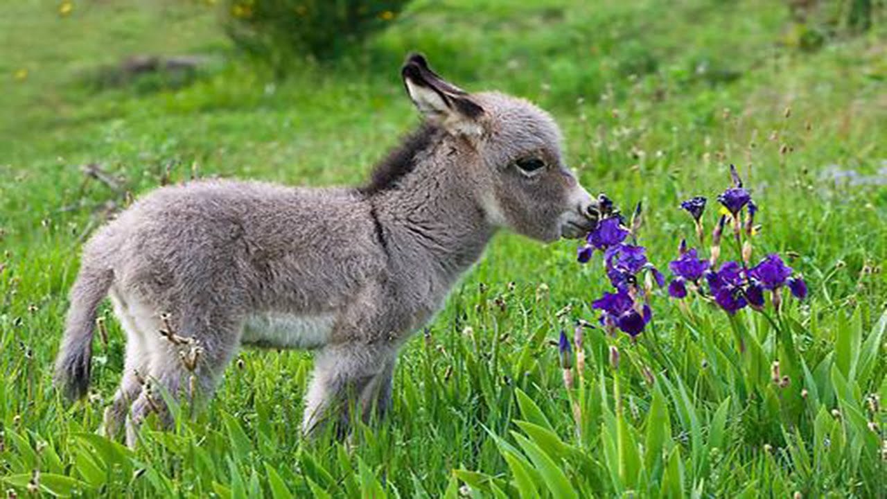 little donkeys - Donkey, Animals, Photo, Longpost