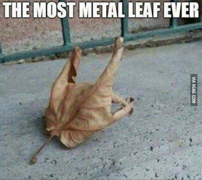 Heavy metal forever! - 9GAG, Nature, Coincidence