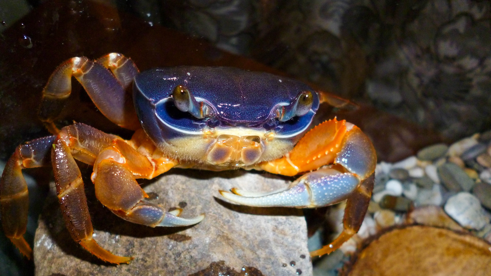 Fedya - Aggressor - My, Aquarium, Fedor, Fedora, Crab, Rainbow crabs, Aggressor, My, Video