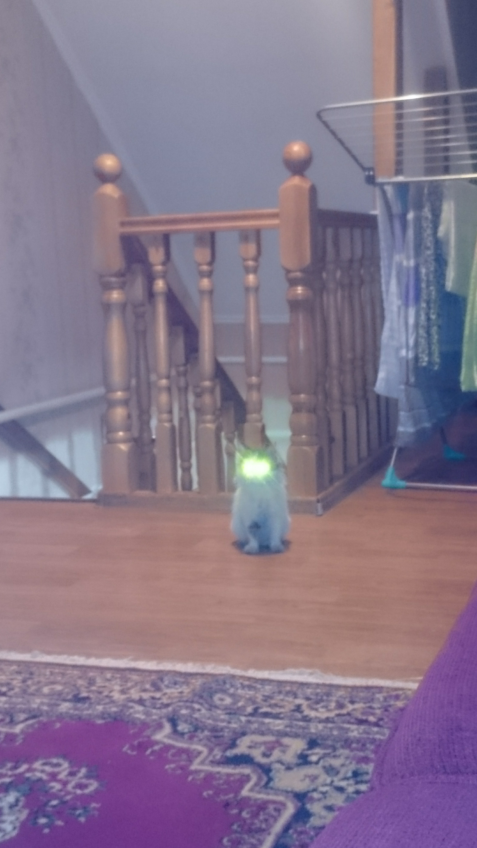 It seems to me that my kitten is not saying something about himself .... - My, cat, Flashlight