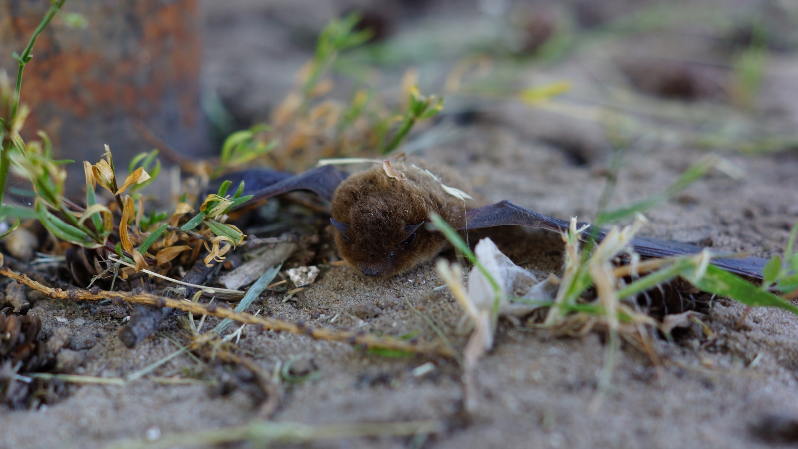 Pipistrelle - My, Bat, Pipistrelle, Vampires, Cheboksary, Sony