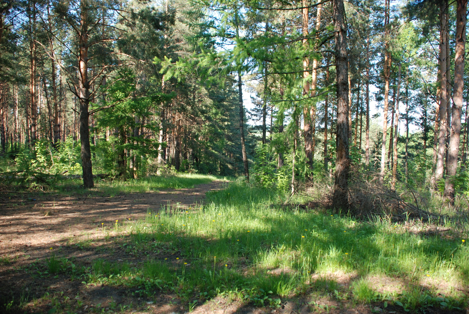 Walking in the forest with a camera, Part 1 - My, Photo, Forest, Tree, Nature, The nature of Russia, Longpost, 