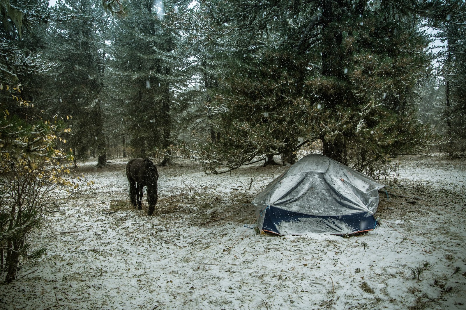 How I lived in the taiga - My, Taiga, Mountain Altai, Nature, Photo, Relaxation, Longpost, Altai Republic