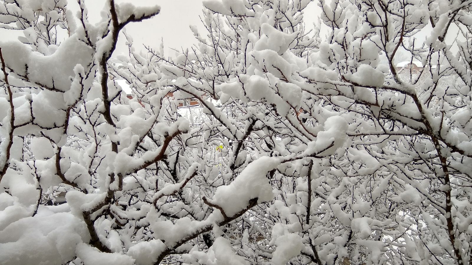 Just a view from the window in Krasnodar - My, , Snow, Krasnodar, Winter