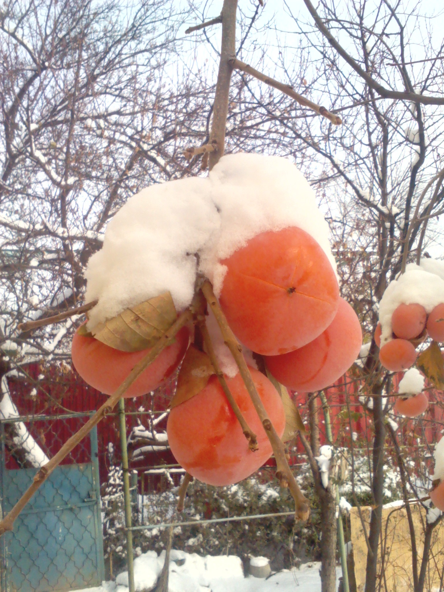 The snow fell, but the harvest remained - Harvest, Snow, My, Winter, Did not have time, Longpost