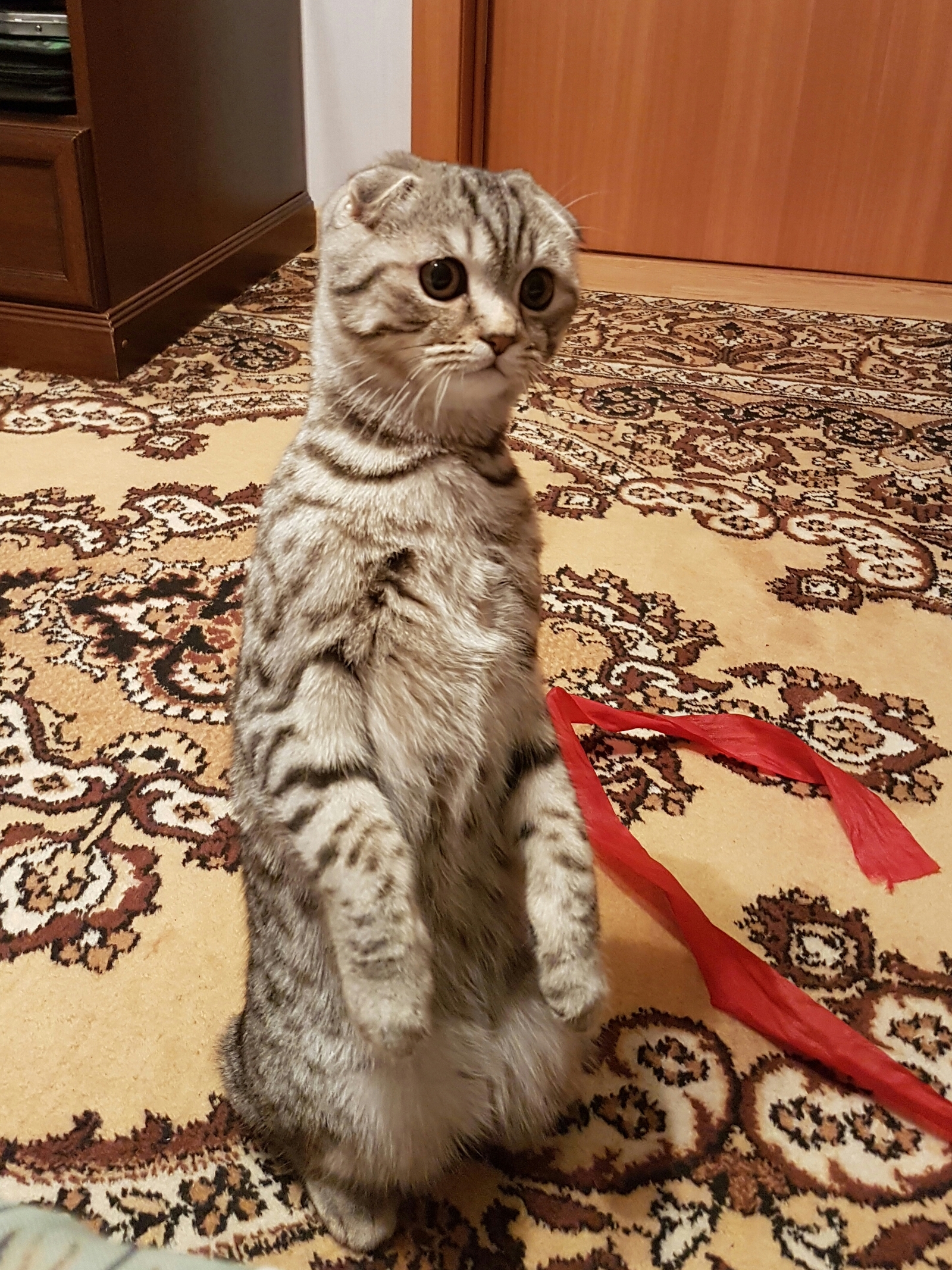 When your cat is a little meerkat - My, cat, Meerkat