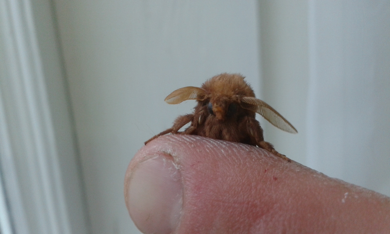 Seals ... seals .. Here is a beautiful eared miracle!) - My, Жуки, Moth, What's this?, Insects