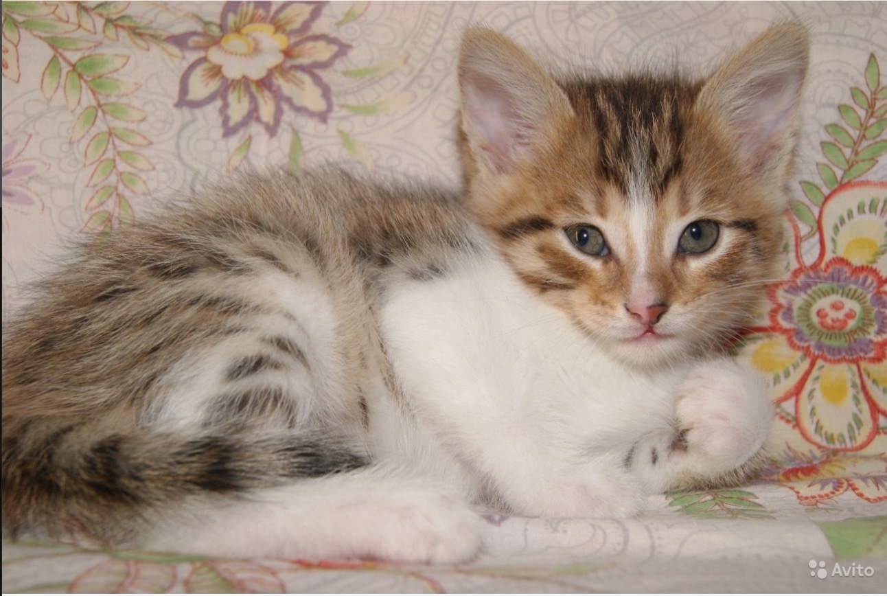 I will give kittens in good hands! (Tolyatti) - My, cat, Kittens, Nyasha, Tolyatti, In good hands, Longpost, Help