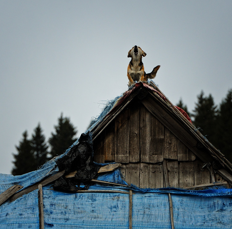 The dog barks - the wind carries - Photo, Dog, Roof, 