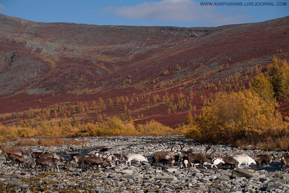 Polar Urals - Russia, Sob, , Photo, Polar Urals, Nature, Landscape, Autumn, Longpost