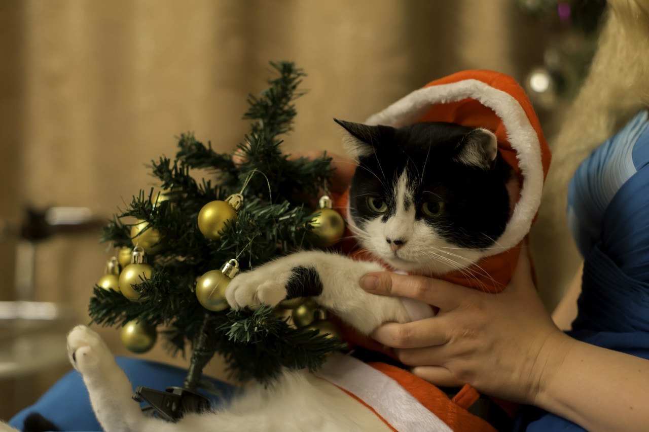 Festive - Strong and independent, cat, Grandfather, freezing, Homemade, Photo, Christmas trees