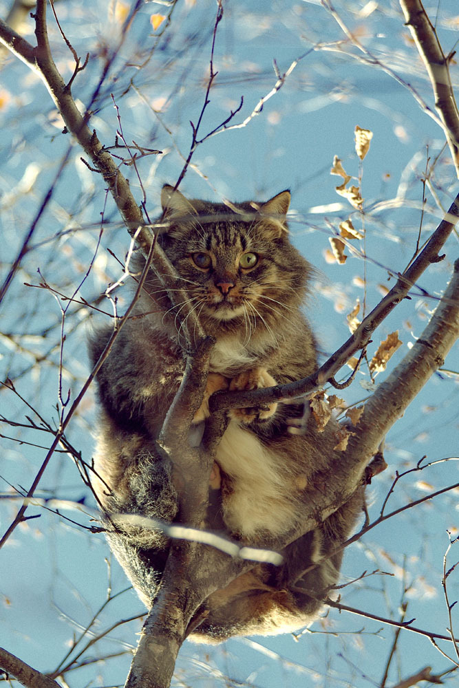 Owner, take it off. - Photo, cat, Tree