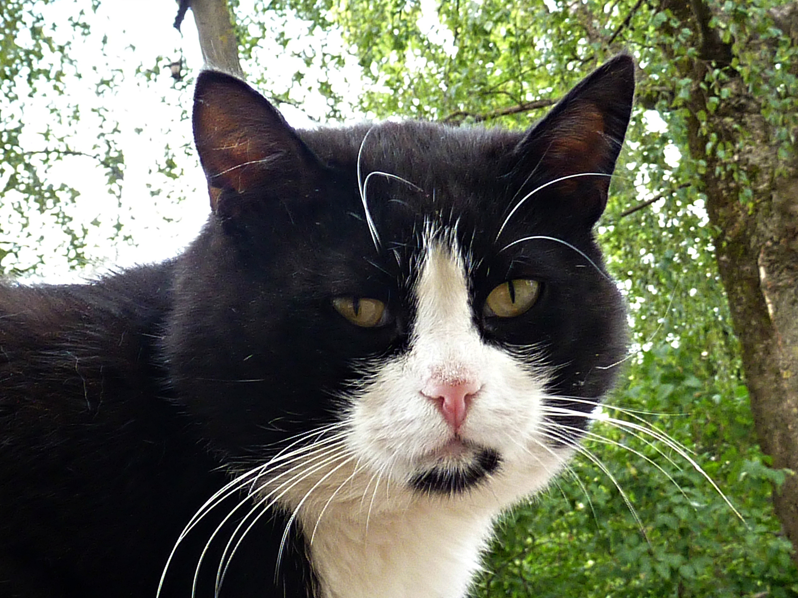 Portrait of a homeless cat (my ward) - My, cat, , Portrait, Guardianship, My