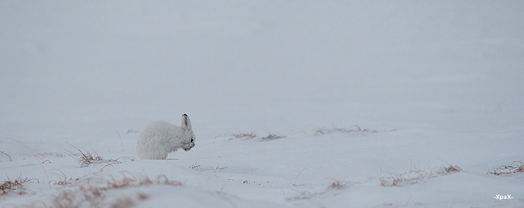 About how the hare left the fox - Photo, Fox, Hare, Winter, Longpost