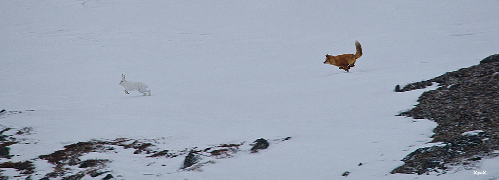 About how the hare left the fox - Photo, Fox, Hare, Winter, Longpost