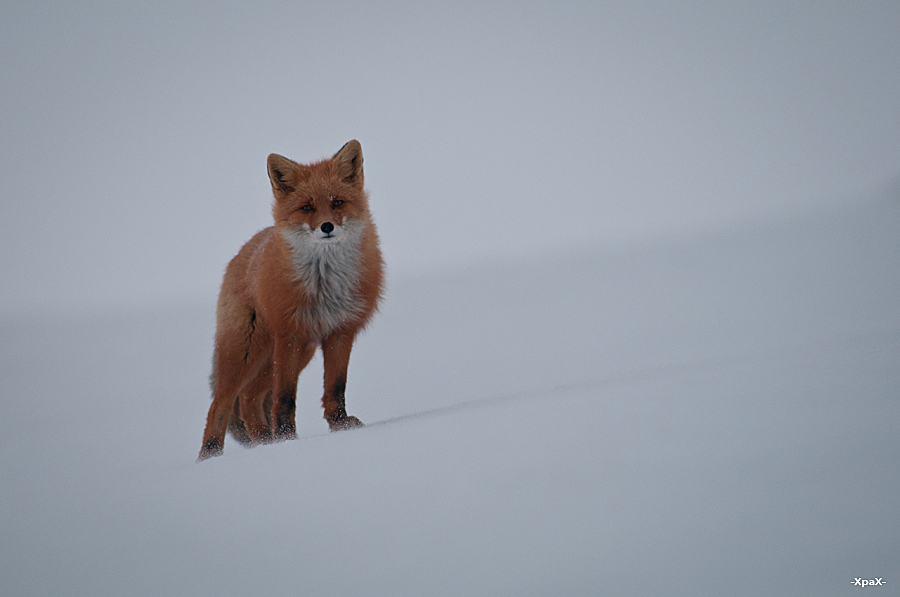 About how the hare left the fox - Photo, Fox, Hare, Winter, Longpost