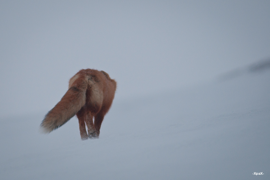 About how the hare left the fox - Photo, Fox, Hare, Winter, Longpost