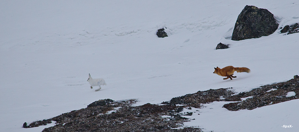 About how the hare left the fox - Photo, Fox, Hare, Winter, Longpost