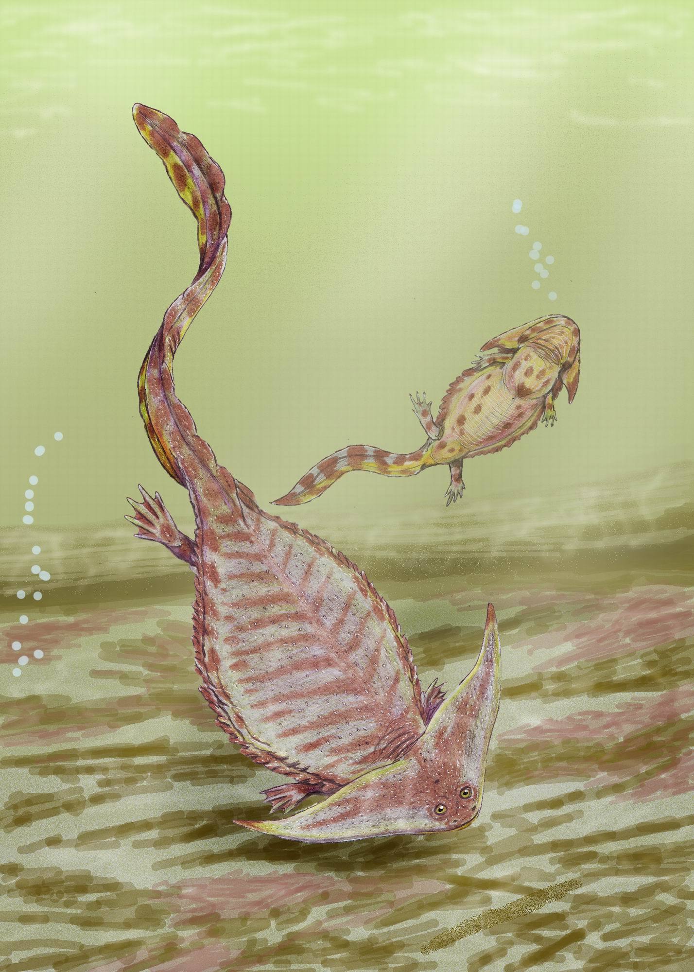 Boomerangosalamander from the Carboniferous - Amphibian, Paleontology, , Longpost