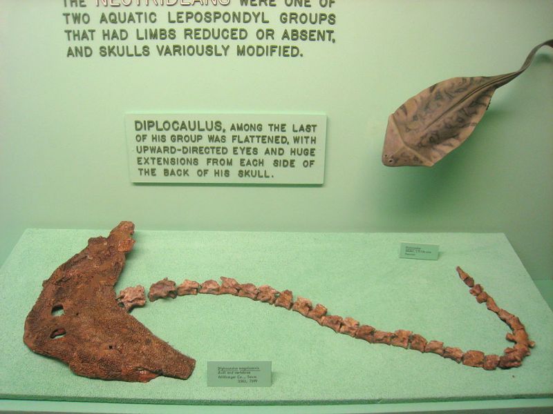 Boomerangosalamander from the Carboniferous - Amphibian, Paleontology, , Longpost